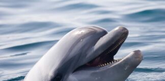 10 Fascinating Dolphin Facts You Might Not Be Aware Of Dolphin Facts