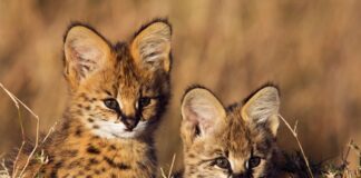 Pretty Feline: 10 Rare & Beautiful Wild Cats