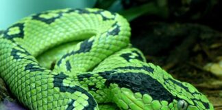 8 Dangerous Animals & Their Killing Data