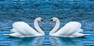 10 Loyal & Monogamous Animals That Mate For Life