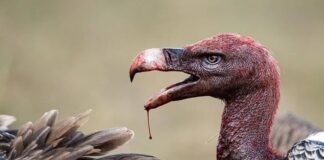 Carrion Eaters: 4 Animals/Scavengers That Eat Corpses