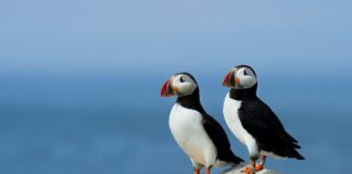 7 Unfortunate Animals Affect By Climate Change