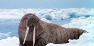5 Rare Animals With Tusks You Should Know