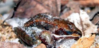 10 Interesting Animals That Hibernate In Winter