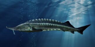 10 Prehistoric-Looking Animals Part II