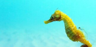 Seahorse Facts: 15 Interesting Things To Know About Seahorses Seahorse