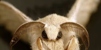 5 Cute Bugs You Should See