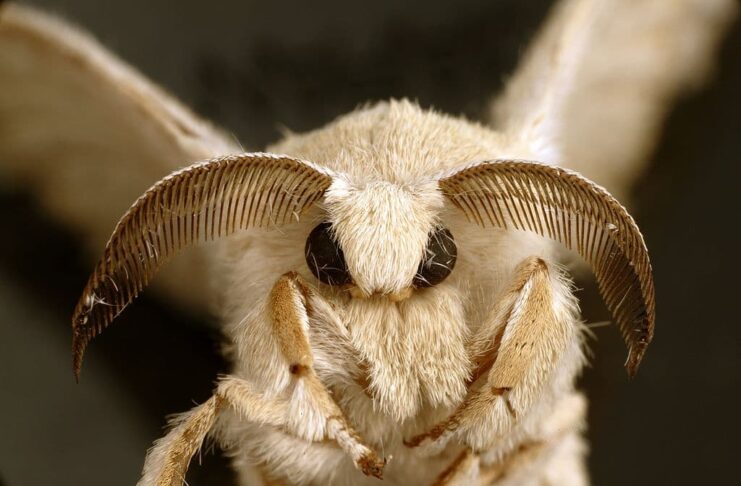 5 Cute Bugs You Should See