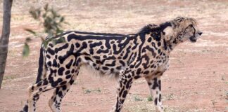 King Cheetahs: South Africa’s Rarest Cats