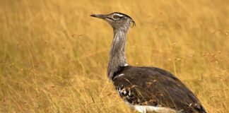 Bird Kingdom: 8 Heavy Birds That Can Still Fly