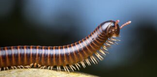 Leggie Creatures: Animals With The Most Legs