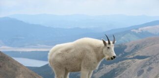 5 Dangerous Goat Breeds To Keep Distance From