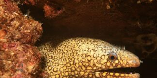 Vicious Fish: 5 Most Dangerous Eels