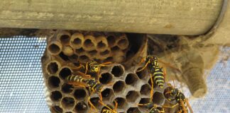 Animal Architects: 10 Animals That Are Great Builders