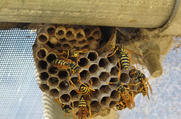 Animal Architects: 10 Animals That Are Great Builders