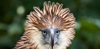 Hunters of the Sky: 10 Most Powerful Birds of Prey