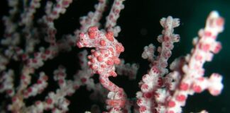 8 Animals That Can Change Colors Besides Chameleons