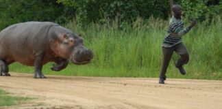 Deadly Adventure: 7 Dangerous Animal Chases