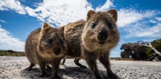 Meet Quokkas: The Happiest Animals On Earth