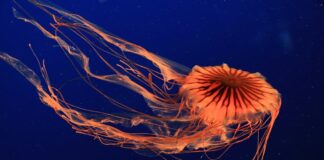Deadly Jelly: 7 Most Venomous Jellyfish
