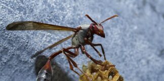 Painful Stings: 9 Insects That Deliver Excruciating Pain