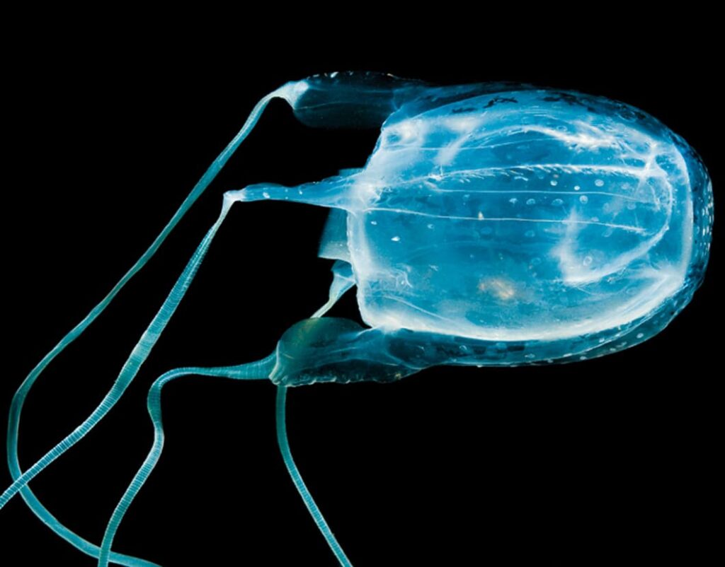 Deadly Jelly 7 Most Venomous Jellyfish WhatDeWhat