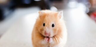 Pet Transmitted Diseases: Pets That Can Transmit Diseases