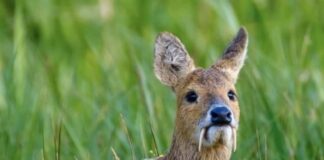 Water Deer: The Animal Vampire In The Wild