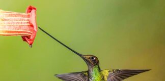 Nature’s Beautiful Creation: 9 Birds With Long Bills