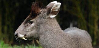 Vampire Deer: 4 Deers With Fangs You Might Not Know