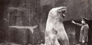 Elephants of the Marine: 5 Largest Seals