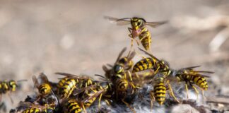 Deadly Teamwork: 7 Dangerous Insect Swarms That Can Harm You