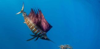 10 Fastest Fish That Rule The Water