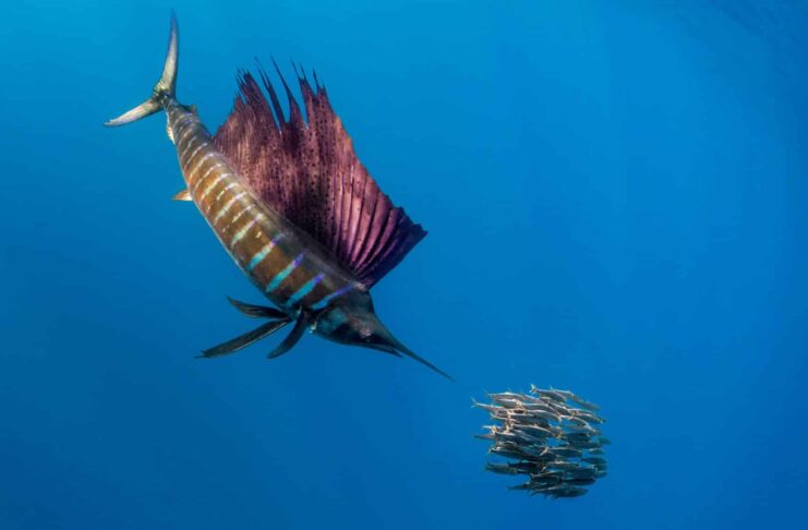 10 Fastest Fish That Rule The Water