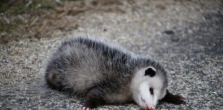 Apparent Death: 7 Animals That Play Dead To Stay Alive