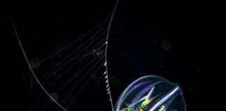 Colorless Beauty: 10 Transparent Animals That Are Unbelievably Stunning