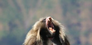 8 Dangerous Herbivores You Should Avoid