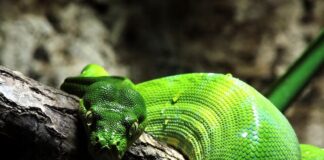 Menacing Animal World: Dangerous Animals In Each Continent