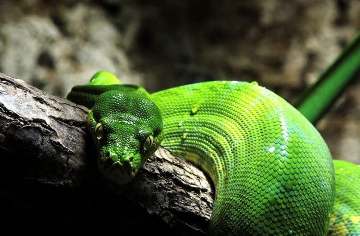 Menacing Animal World: Dangerous Animals In Each Continent