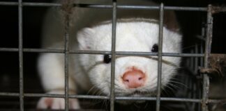 Animal Trade: 7 Exotic Animals That Are Hunted For Skin & Fur