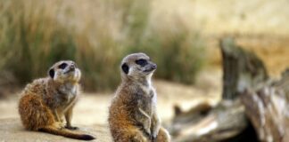 Underground Animals: 10 Earthy Animals That Live Underground