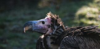 Vacuums Of The Wild: 7 Facultative Scavengers