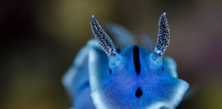 Blue Animals: 10 Rare Animals With Blue Colors