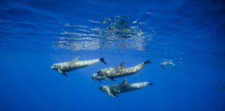 Animals Confusion: 5 Whales That Are Actually Dolphins