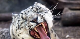 Apex Predators: 20 Animals That Are On Top Of The Food Chain