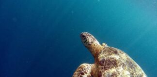 Largest Reptiles: 8 Largest Turtles In The World