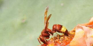 Bioelectrogenesis: 7 Animals That Can Generate Electricity