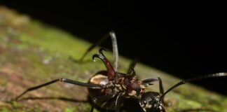 Fish Hook Ants: Dangerous Ant Species To Know