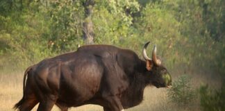 Large Ungulates: World’s 8 Biggest Wild Bovines