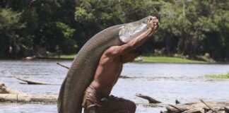 10 Largest Freshwater Fish That Roam The Water